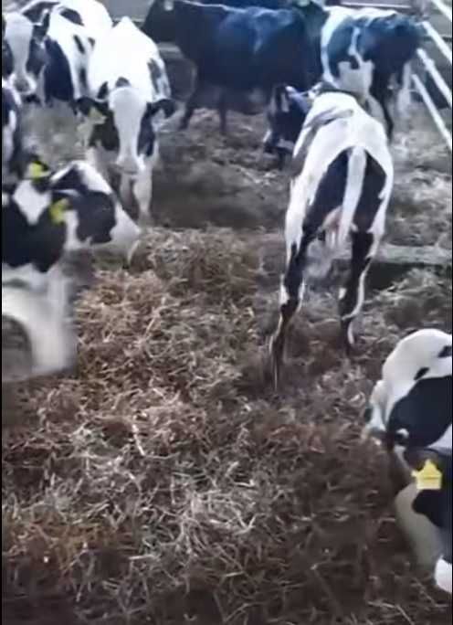 Sprzedam byki HF jedno stado