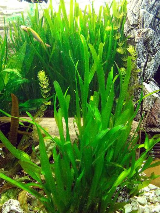 Nużaniec trawka vallisineria Roślina