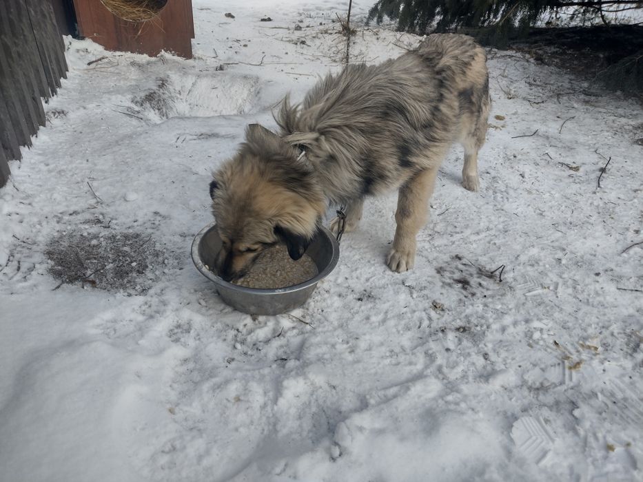 Oddam pieski w dobre ręce