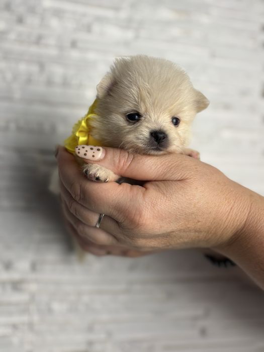Sunia szpic miniaturowy pomeranian