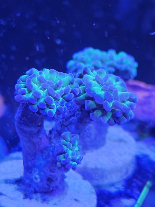 6 corais incluindo euphyllia