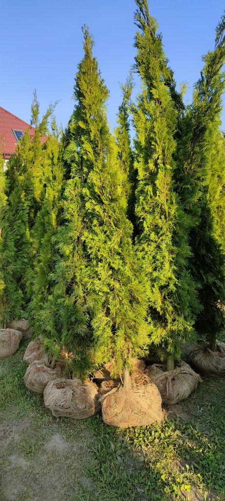Tuja Szmaragd 190-220 cm