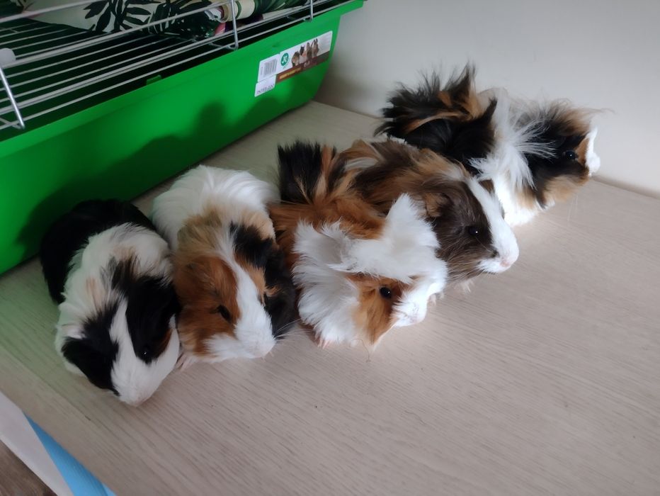 Świnki morskie młode dlugowłose