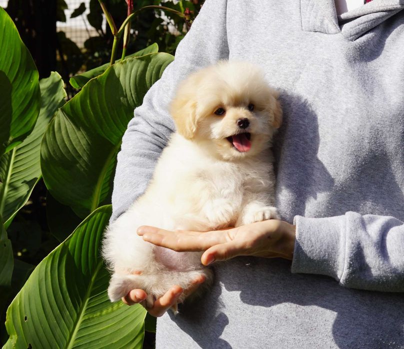 Кремовый мальтипушечка (дизайн-микс Той пудель+Померанский шпиц)