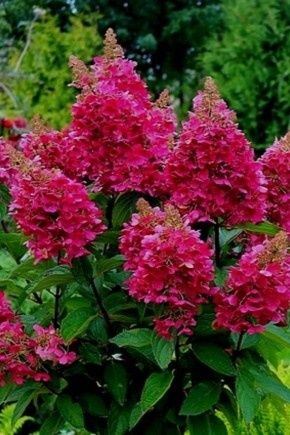 Гортензия-60грн.