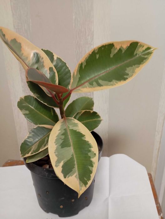 Драцена Маргіната,"Кітайська троянда,фікус Беліз,"золотий вус та інші