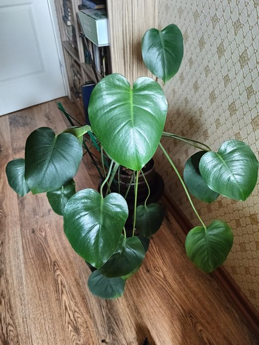 Монстера кімнатна