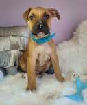 Uroczy piesek amstaff!