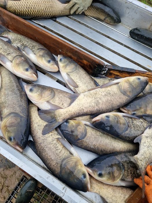 Tołpyga od 4 do 5 KG