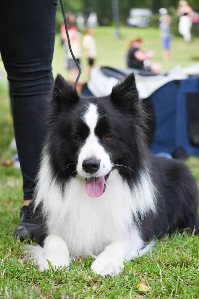 Border collie reproduktor FCI ZKWP