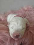 Samoyed, rezerwacja szczeniąt rodowód ZKwP, FCI,
