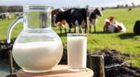 Mleko bez laktozy A2A2