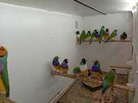 Várias aves para ceder