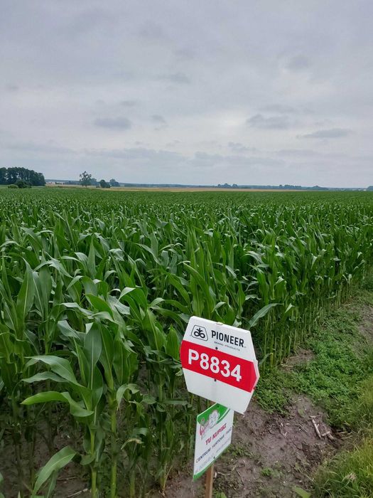 Kukurydza Pioneer P8834