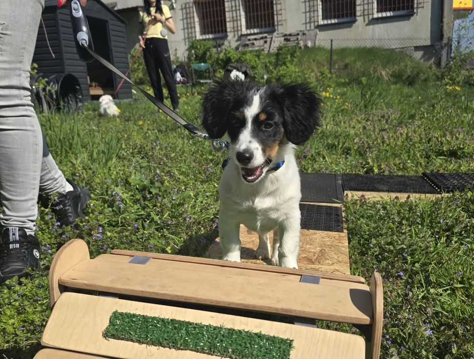 Szkolenie psów - Wodzisław Śląski