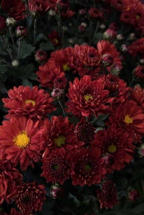 Продам хризантеми мультифлора