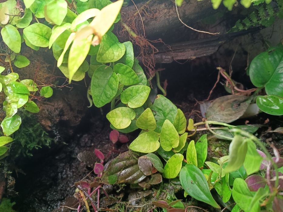 Komplet roślin  do terrarium