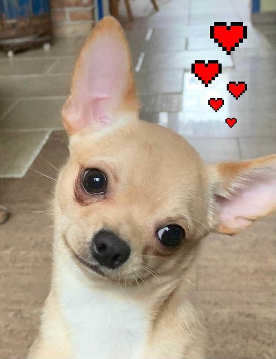 Chihuahua piesek krótkowłosy