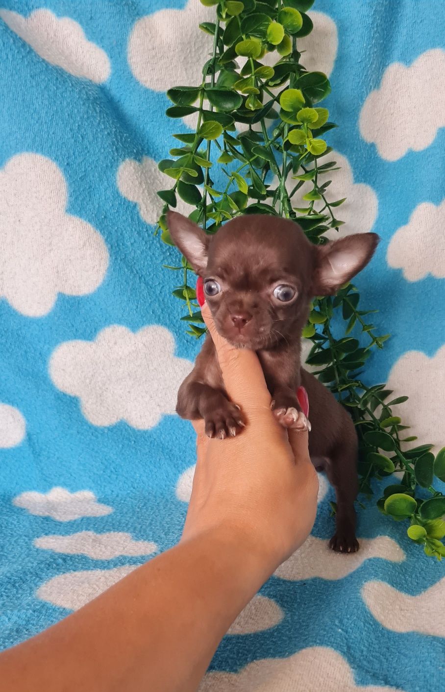 Bonequinha mini chocolate Chihuahua/Chiuaua. LinhagemRussa