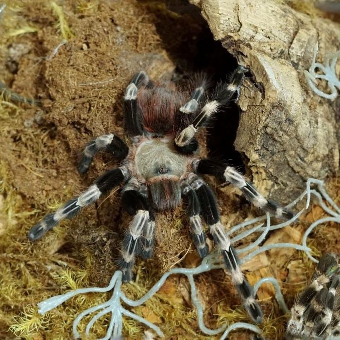 Самка паука птицееда для новичков Nhandu chromatus есть доставка