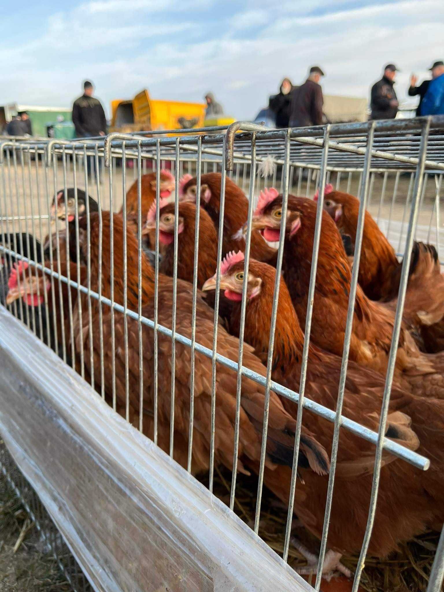 kury nioski młode kurki ROSSA z jajkiem DOWÓZ