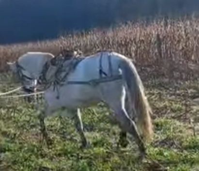 egua ingatada montada mansinha com 6 anos