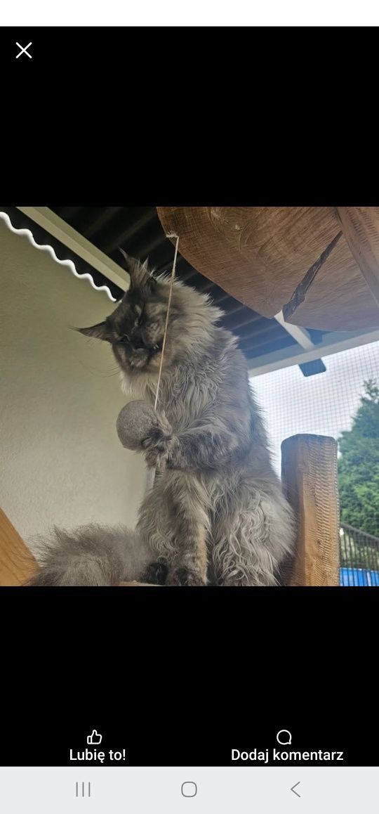 Maine Coon NS Kocur