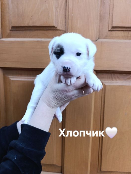 Щенята лабрадора і вівчарки