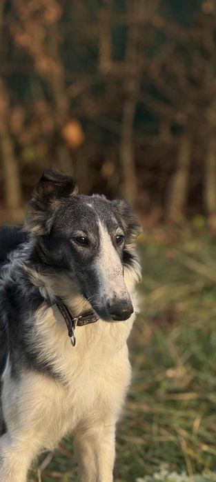 Chart rosyjski - samiec