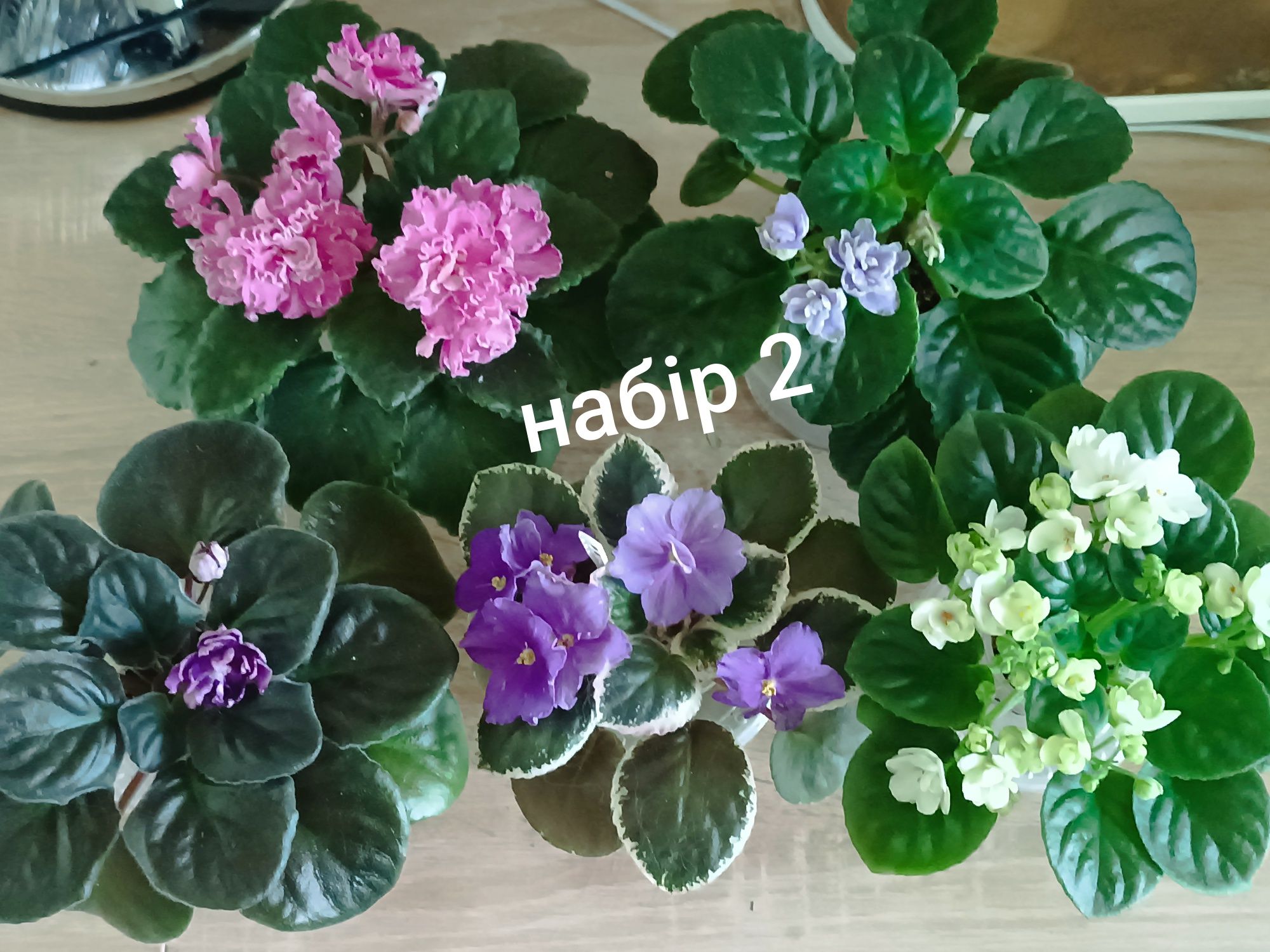 Набори діток, стартерів, квітучих фіалок.