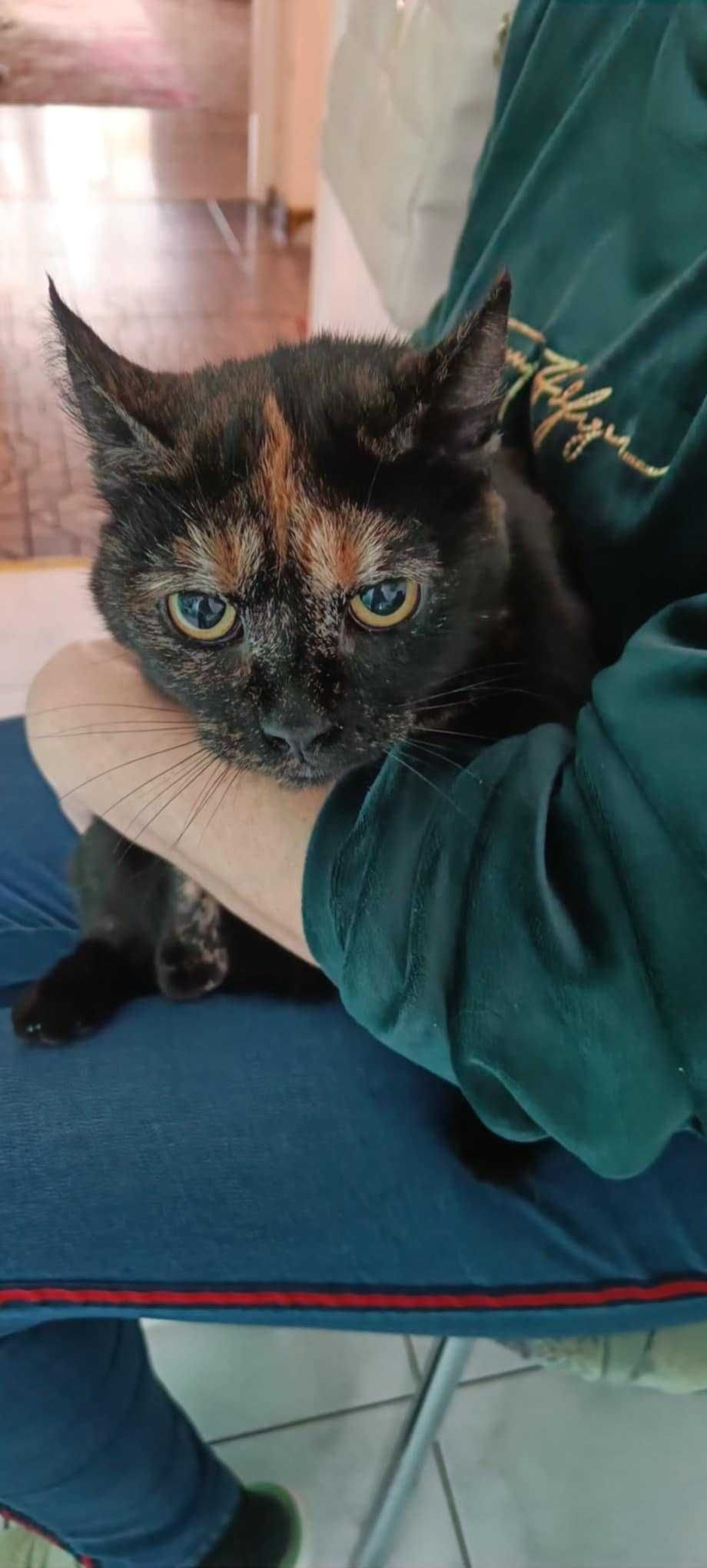 Piękna szylkretka Zuzia do adopcji