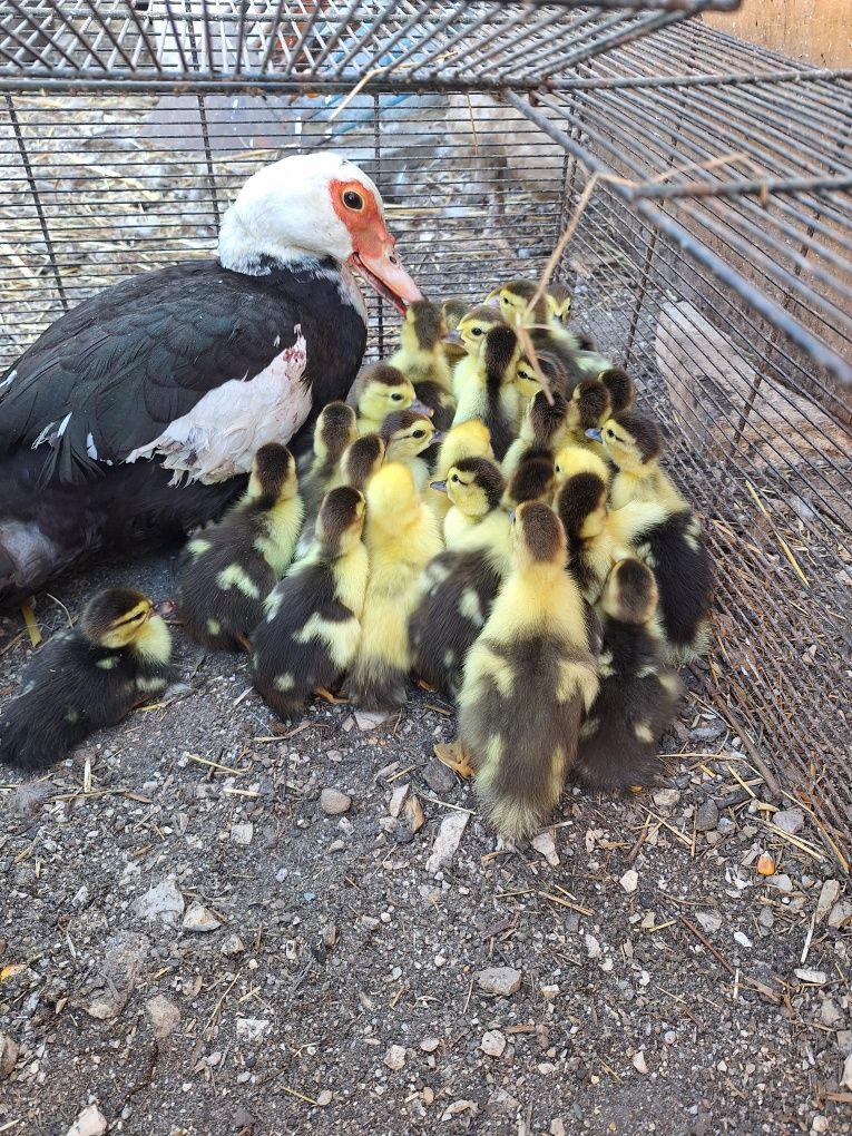 Patos mudos novos