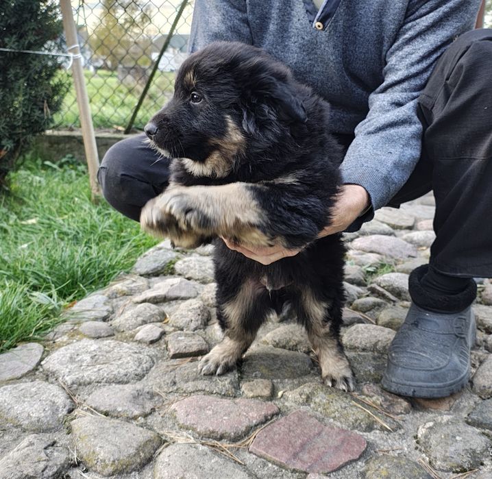 Dwa małe szczeniaki