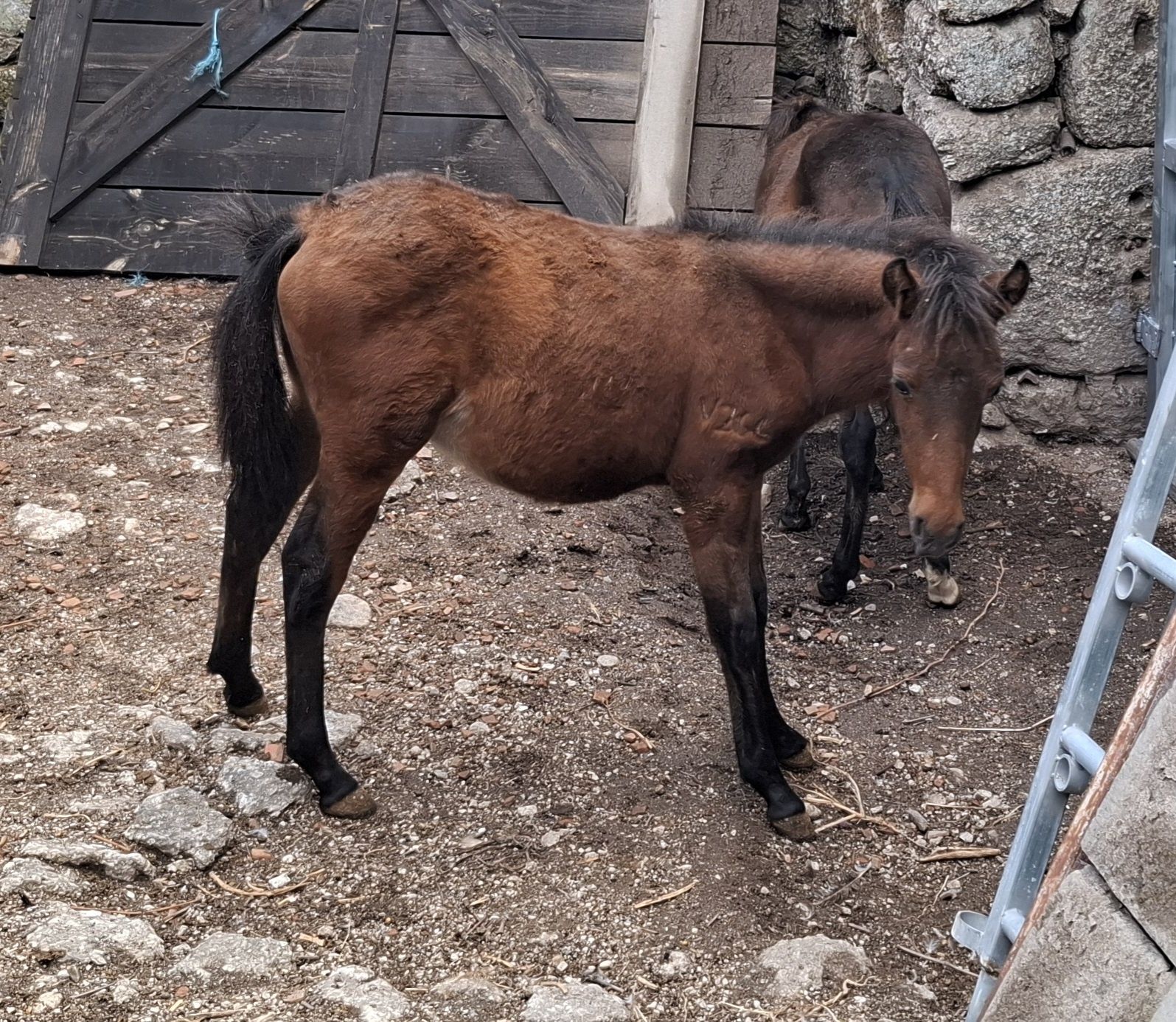 Poldro Garrano Macho deste ano