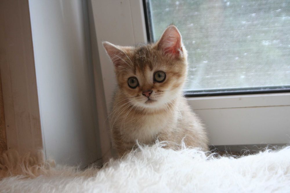 Киця-доця золото1 шиншилли