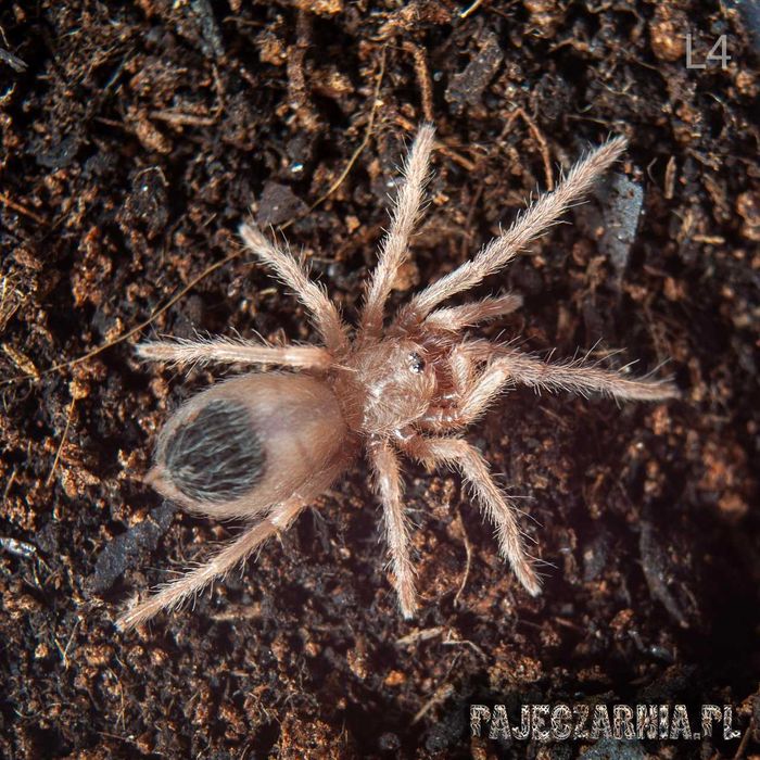 Ptasznik olbrzymi - Lasiodora parahybana - Kudłatka olbrzymia