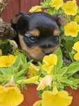 Yorkshire Terrier pies