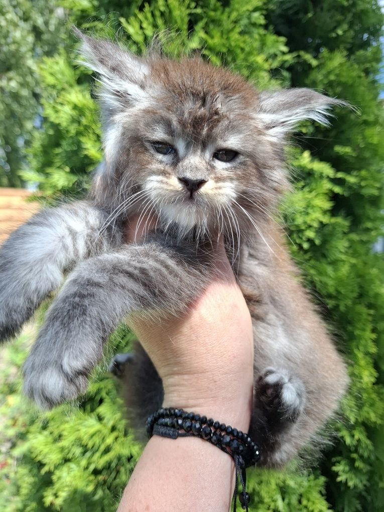 Maine Coon śliczna koteczka