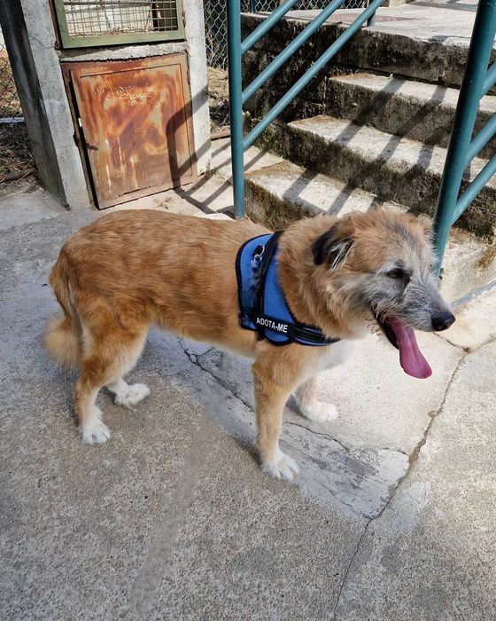 AZEITONA - Cãozinho para Adoção