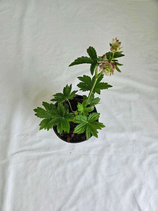 Jarzmianka Astra Red 30 cm różowo bordowa