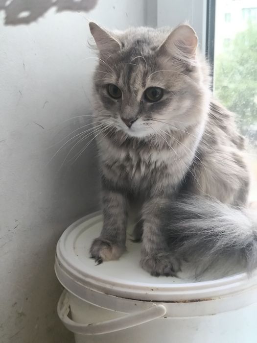 Киця в добрі руки,кішка