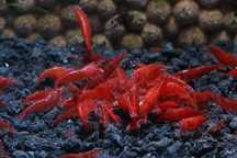 Krewetki neocaridina Bloody Mary