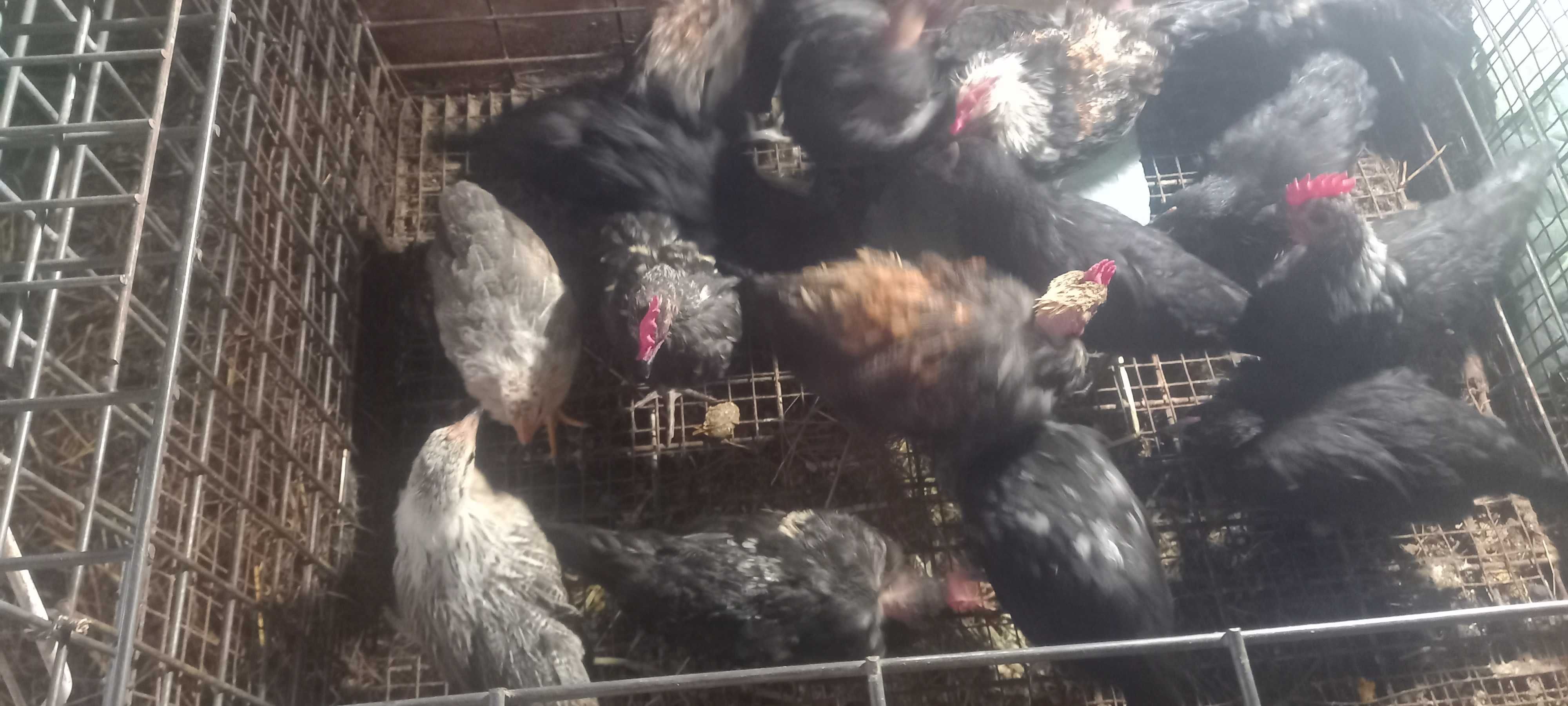 Garnisos de raça  pequena