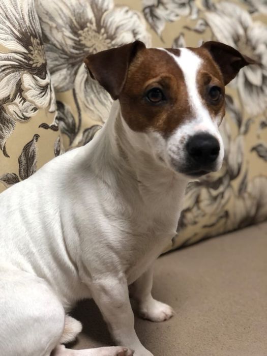 Джек Рассели цуценята