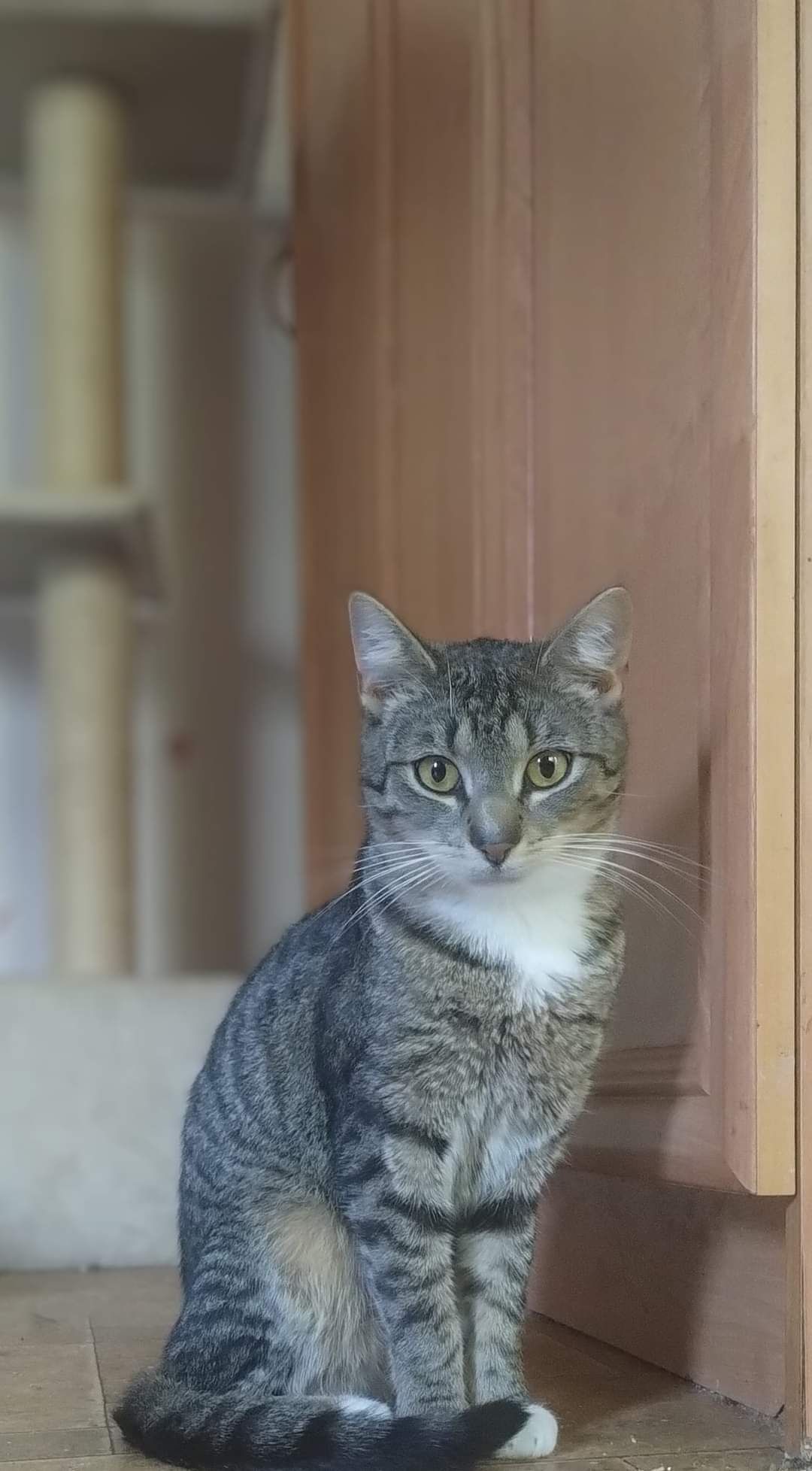 Matrix do adopcji