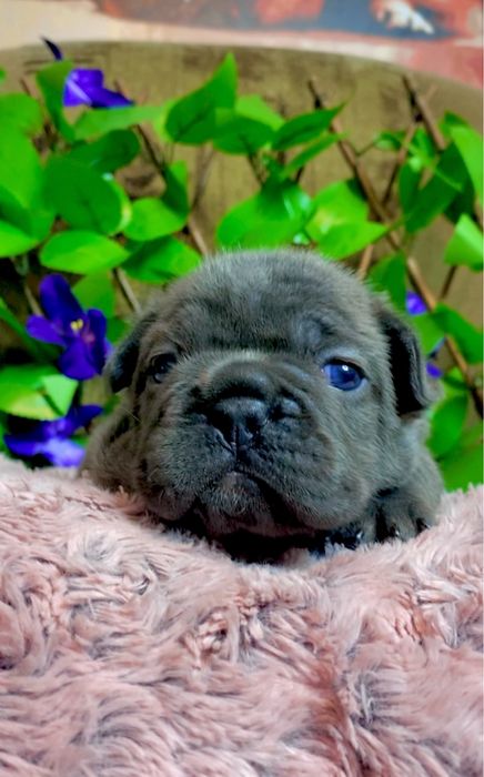 Мальчик Вип качество!! Щенок Французкого бульдога