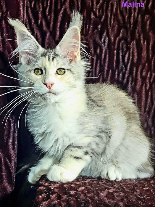 Шикарные котята из питомника