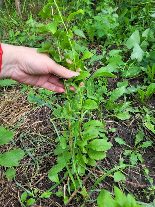 Саджанці ягоди Годжі 2 роки