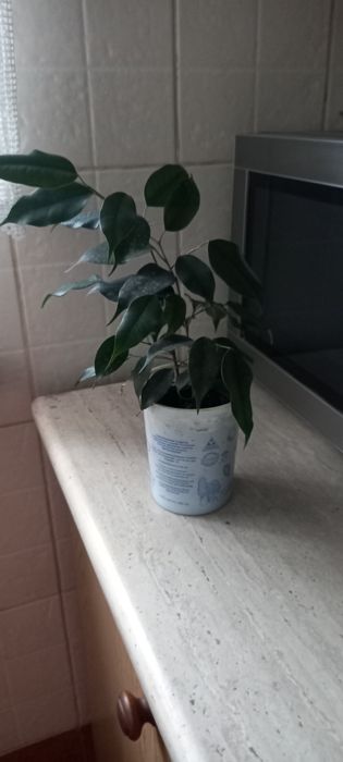 Сажанець Фікуса Бальжаміна