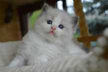 Ragdoll kocie laleczki zapraszamy